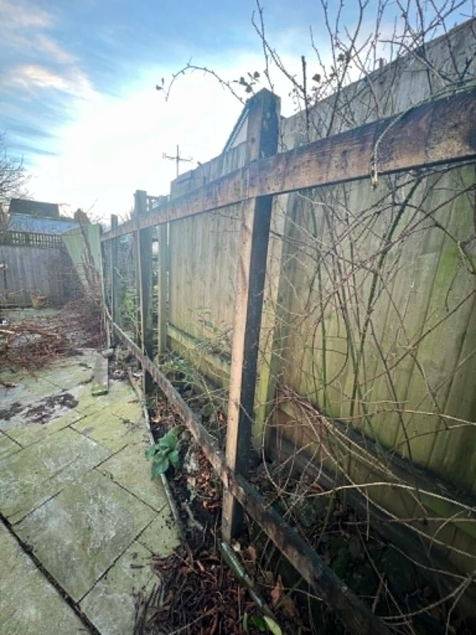 Overgrown garden before maintenance
